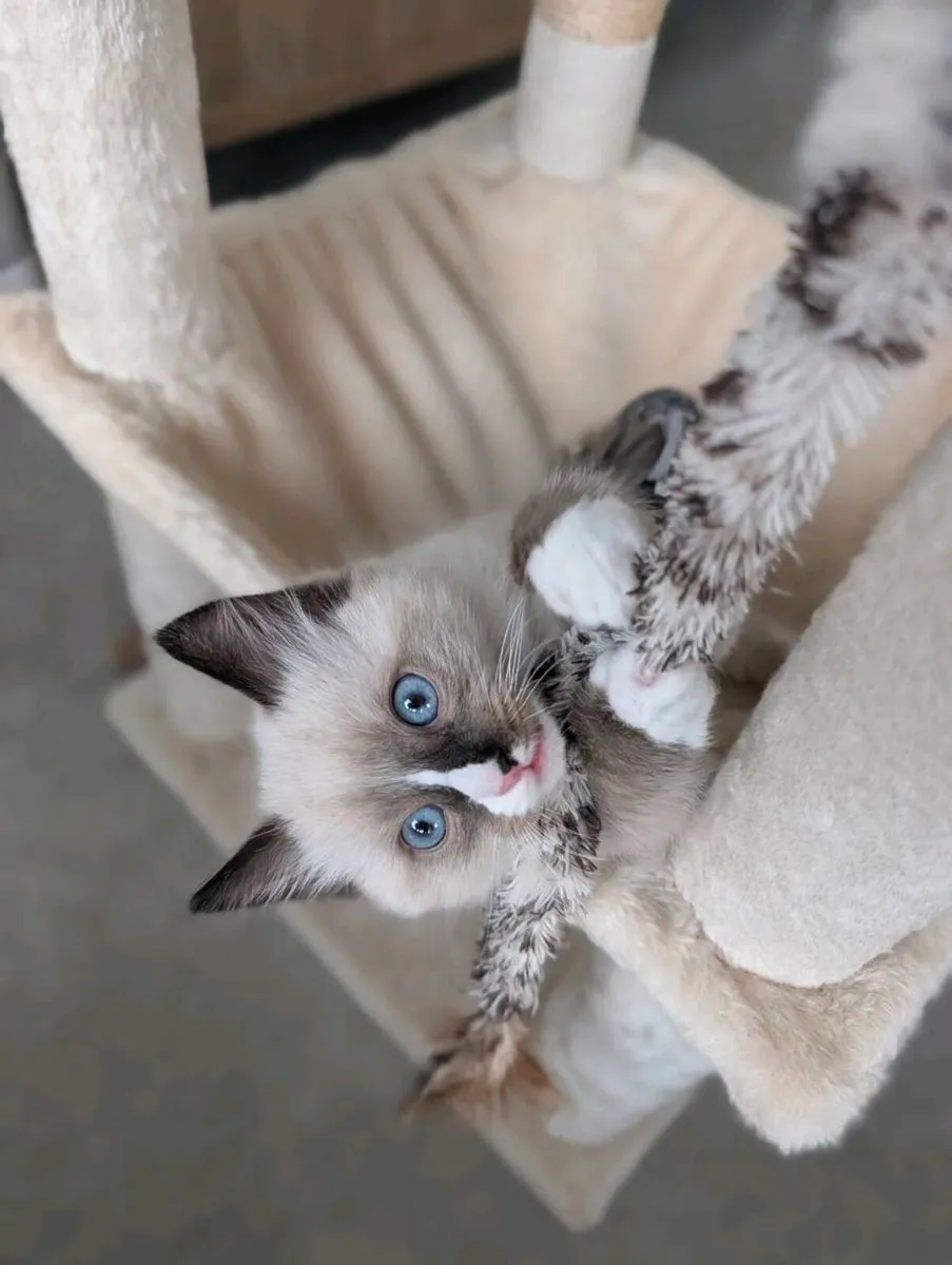 Ragdoll Kittens - Image 3