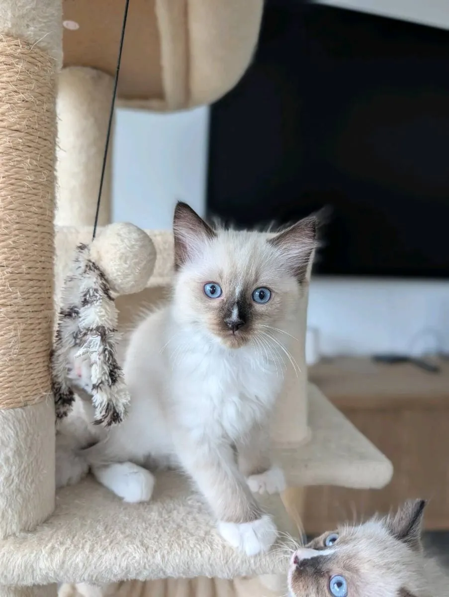 Ragdoll Kittens - Image 4
