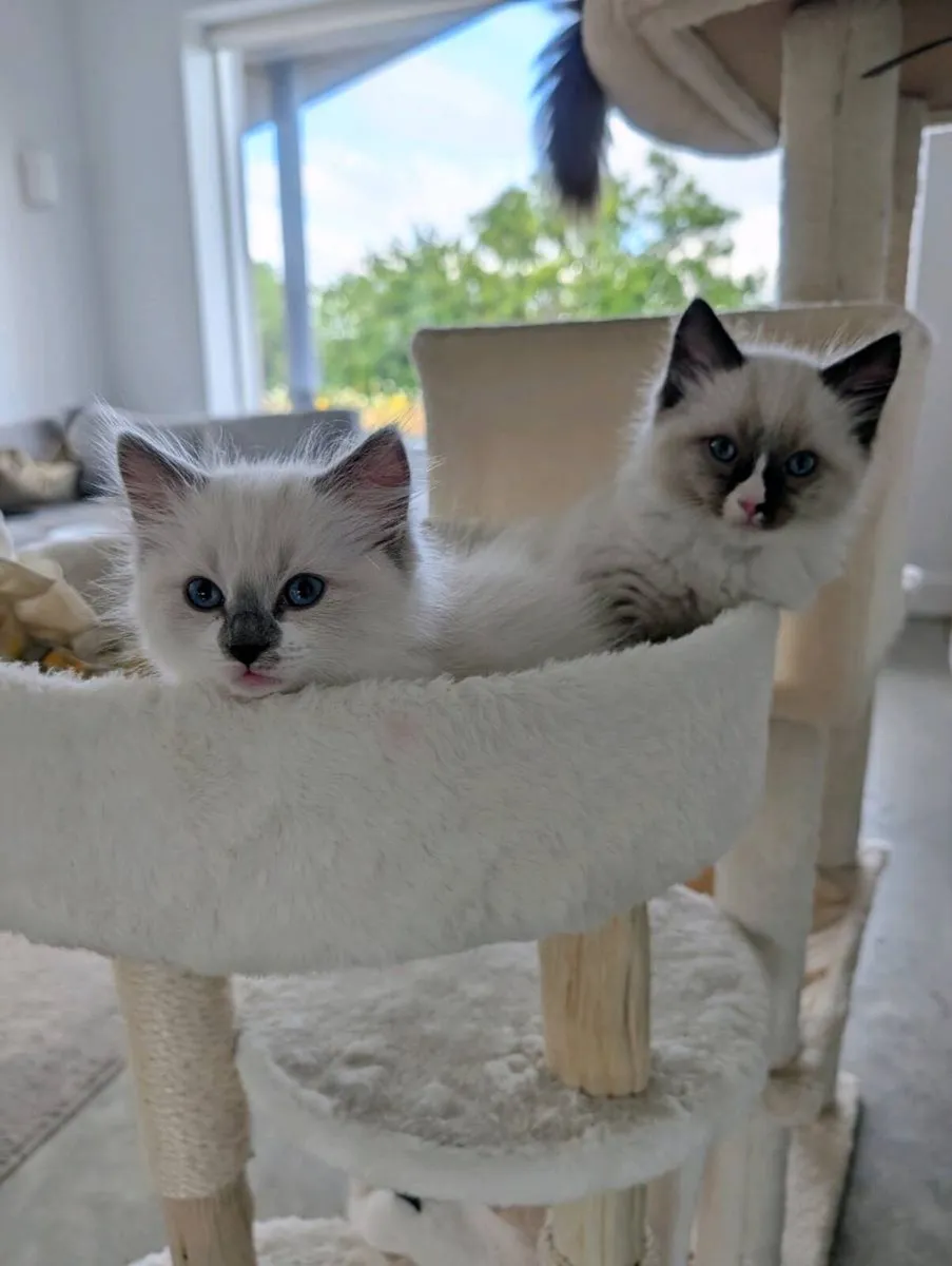 Ragdoll Kittens - Image 2