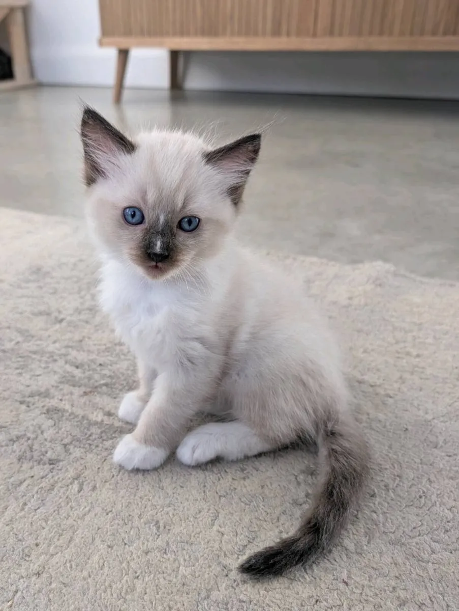 Ragdoll Kittens - Image 1