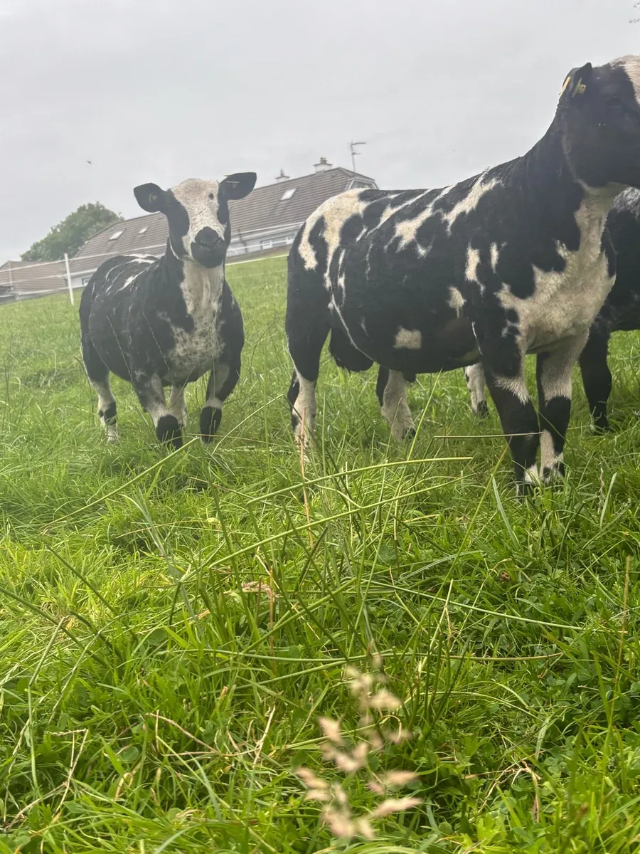 Pure bread Dutch spotted Hogget ram and ram lambs - Image 2