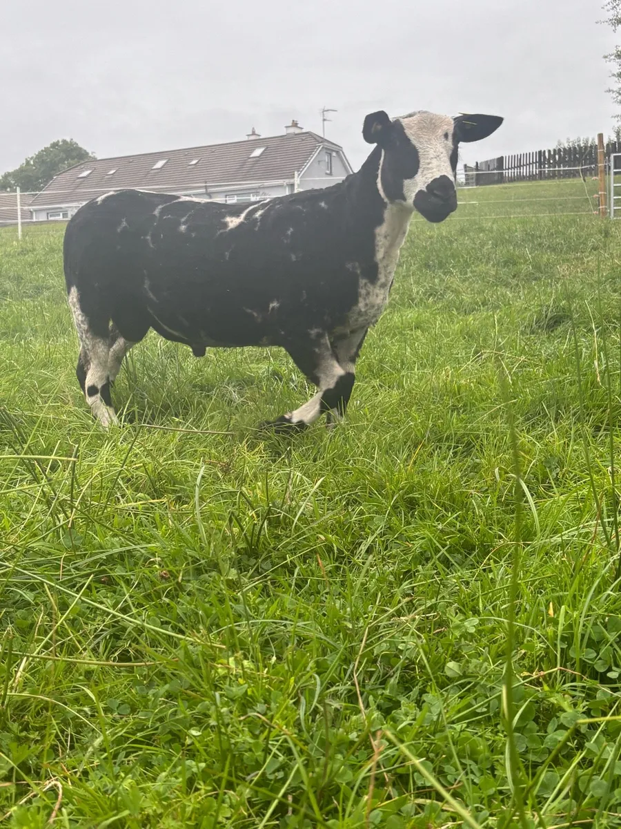 Pure bread Dutch spotted Hogget ram and ram lambs - Image 1