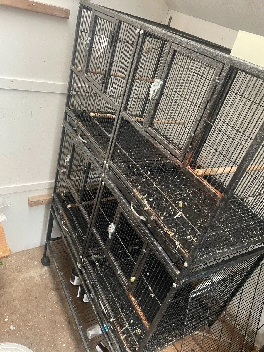 Bird cages - Image 1