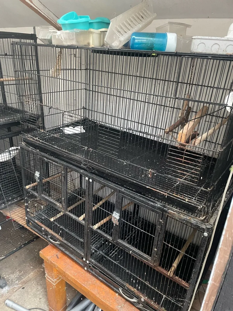 Bird cages - Image 2