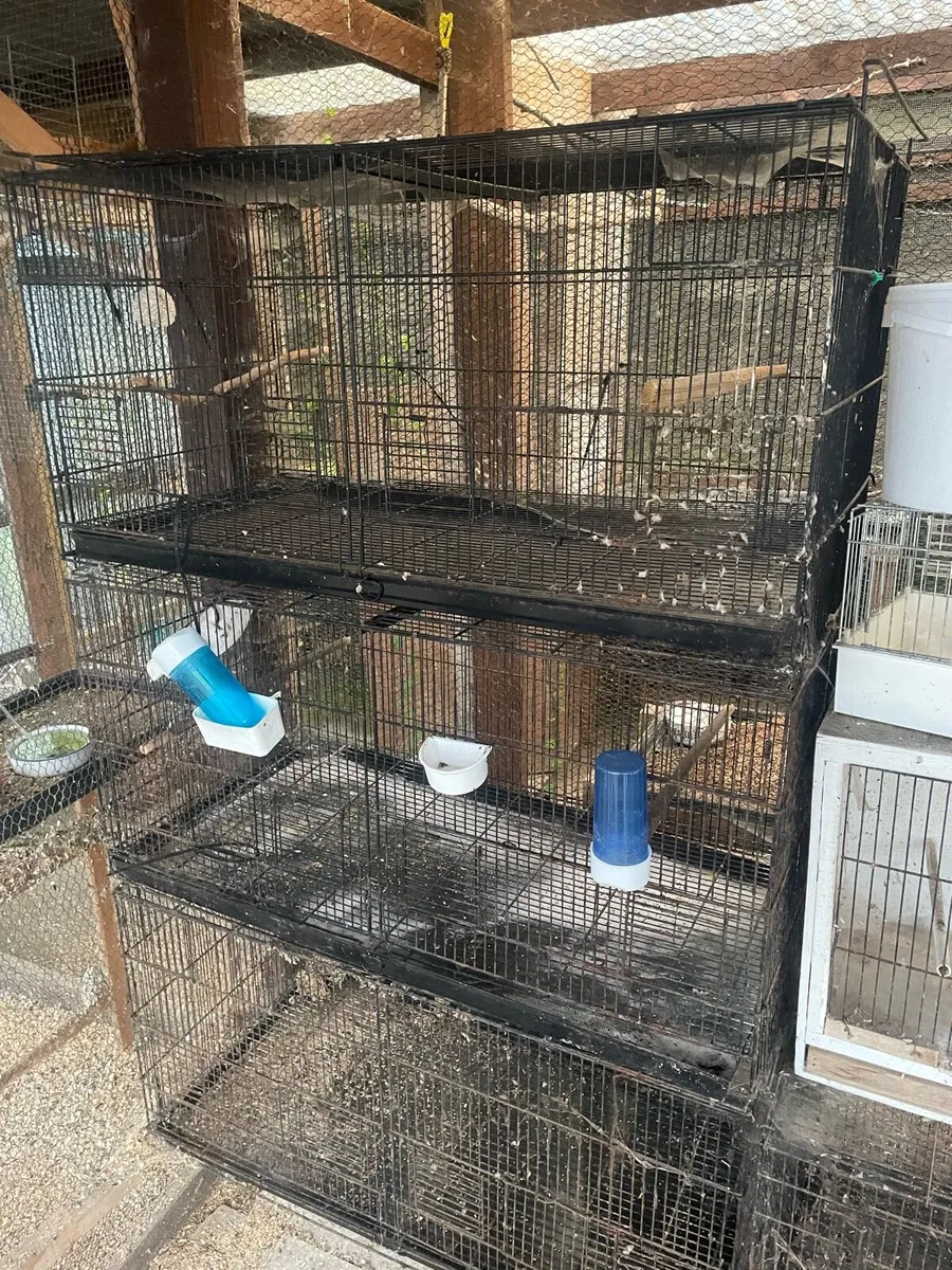 Bird cages - Image 3