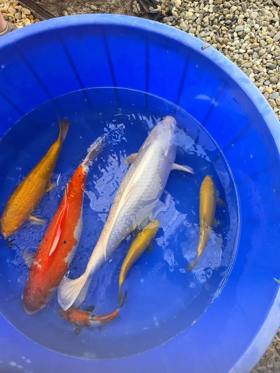 Koi pond equipment & koi - Image 4