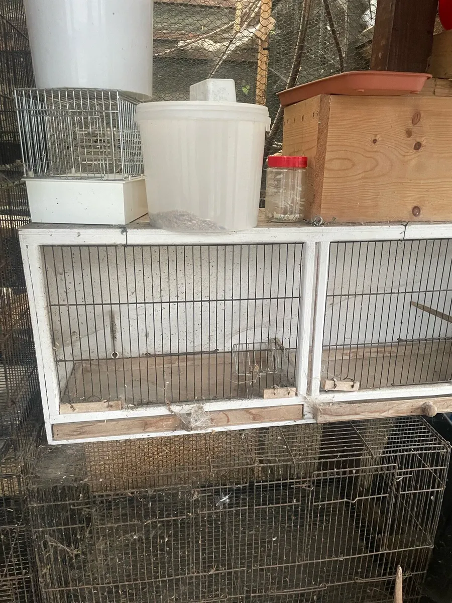 Bird cages - Image 4