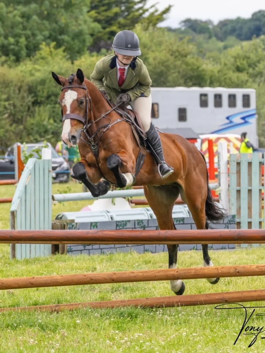 148 4yo Connemara X ISH by Gwennic - Image 1