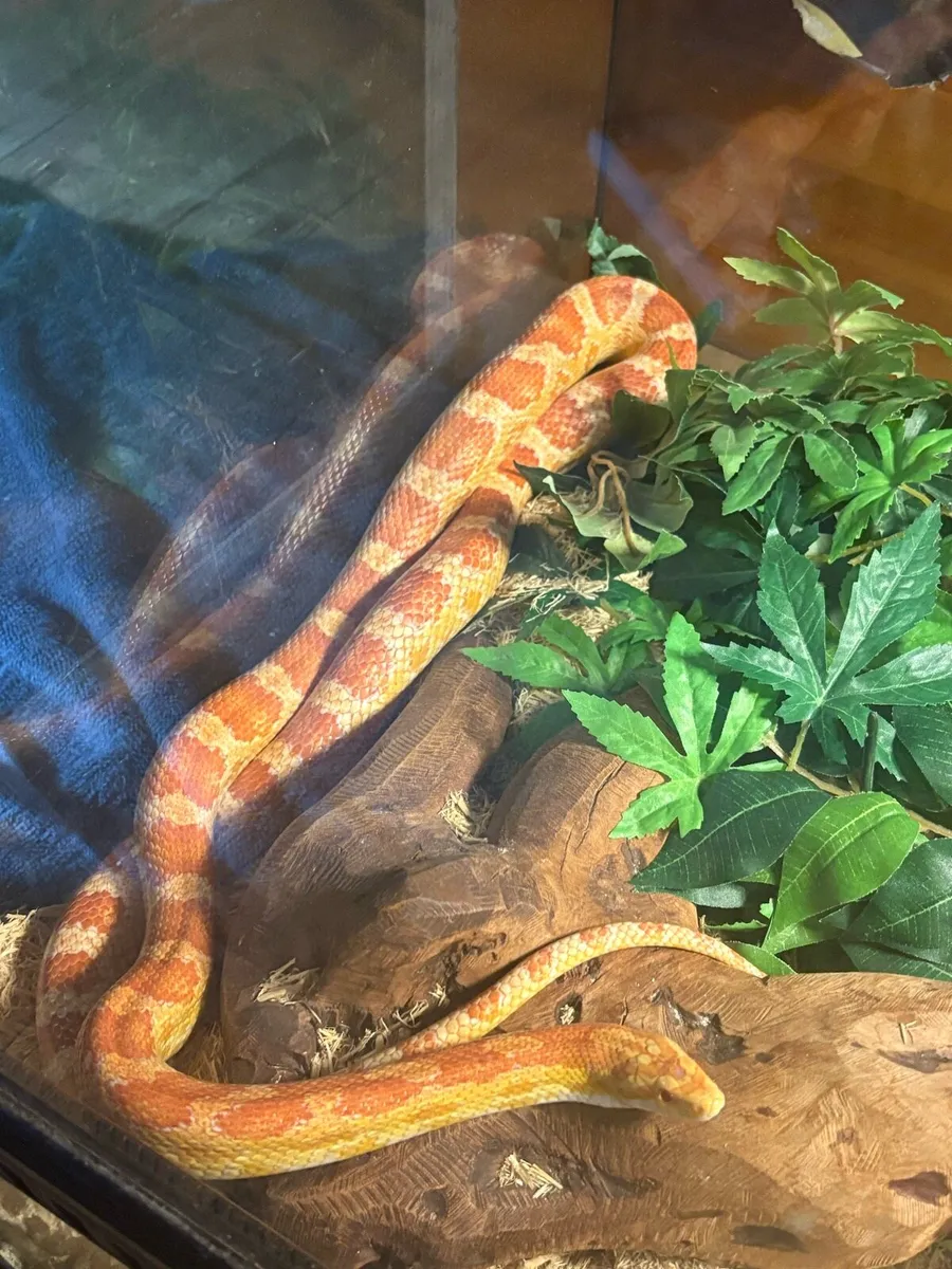 Cornsnake and full set up - Image 2