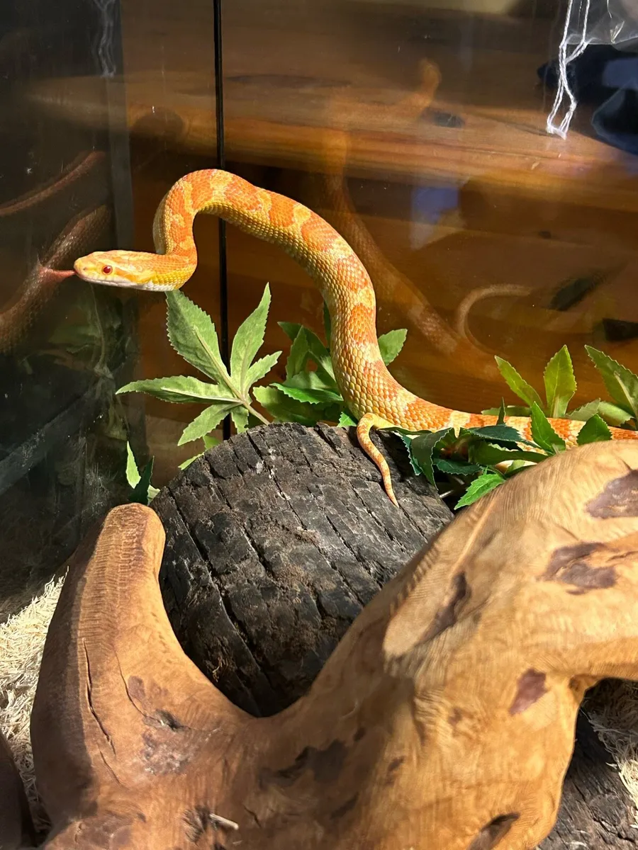 Cornsnake and full set up - Image 3