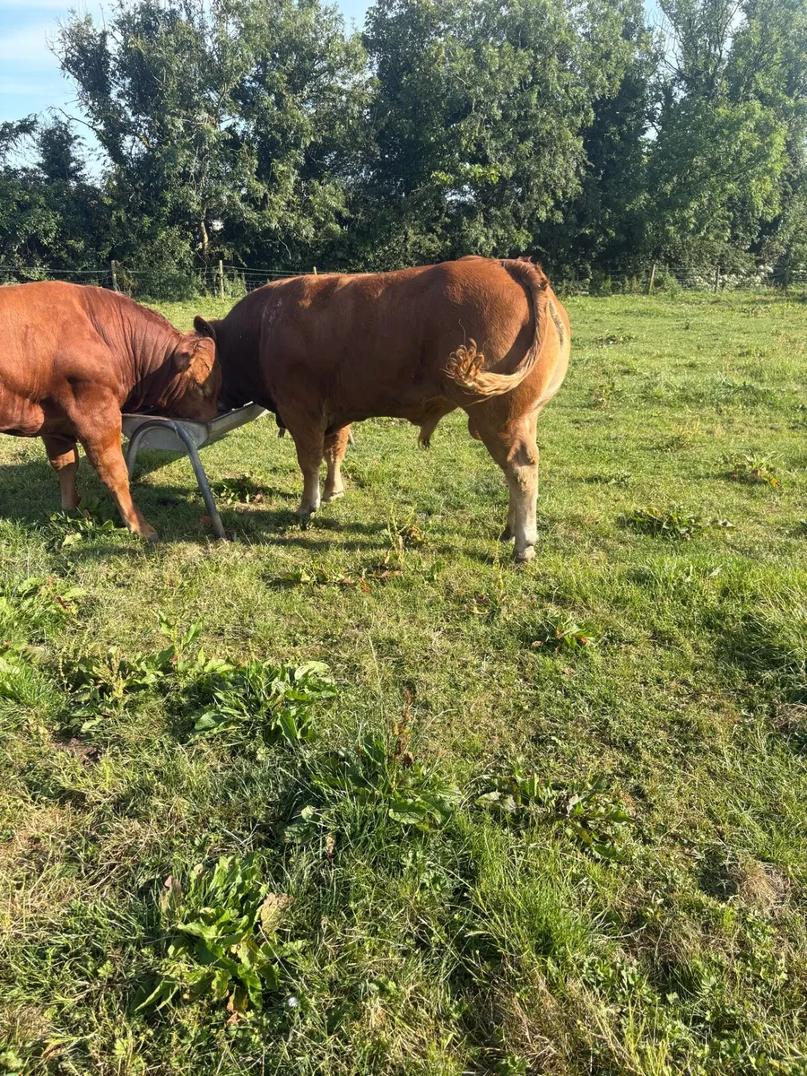 Limousin bulls - Image 2