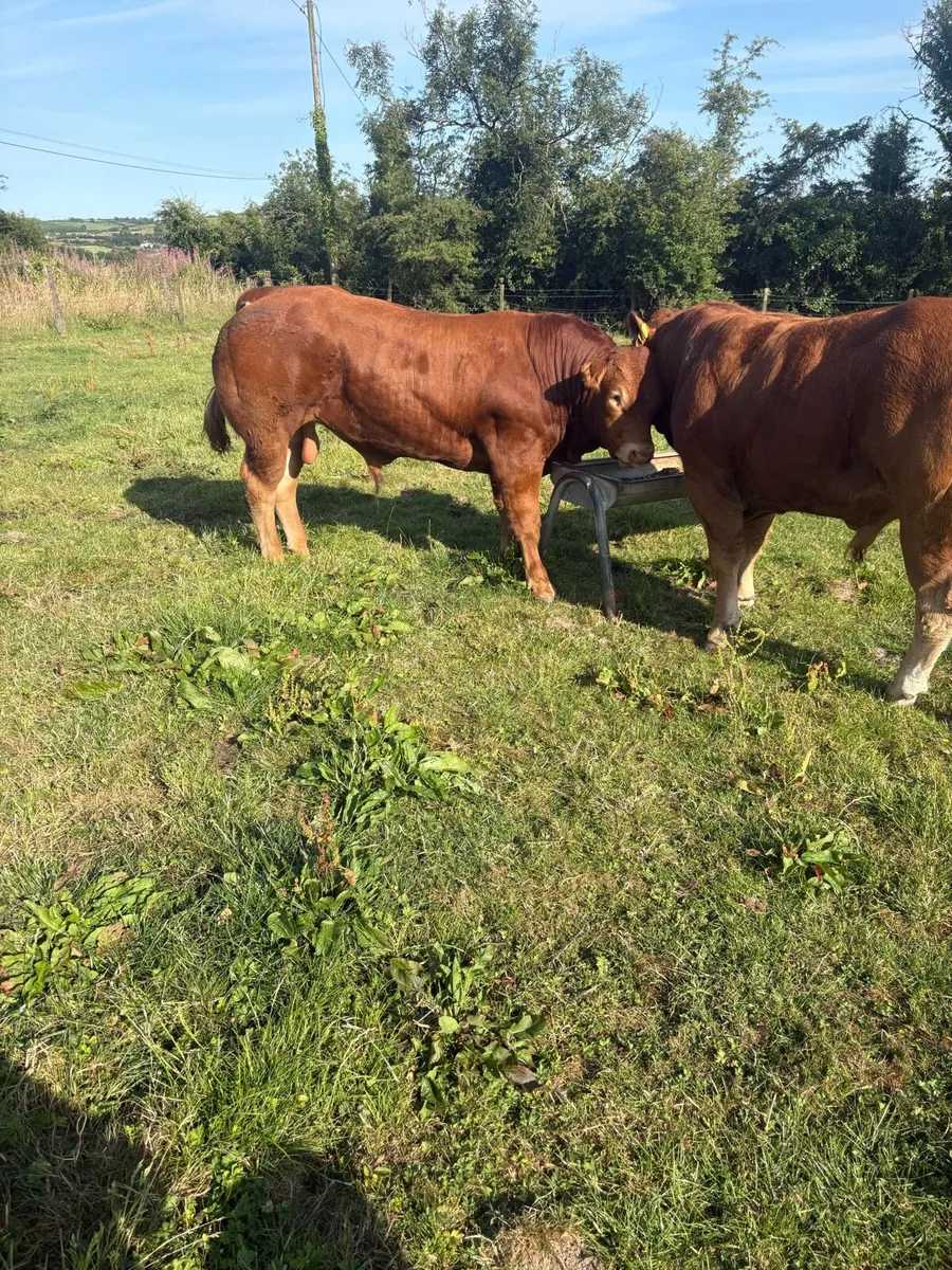 Limousin bulls - Image 1