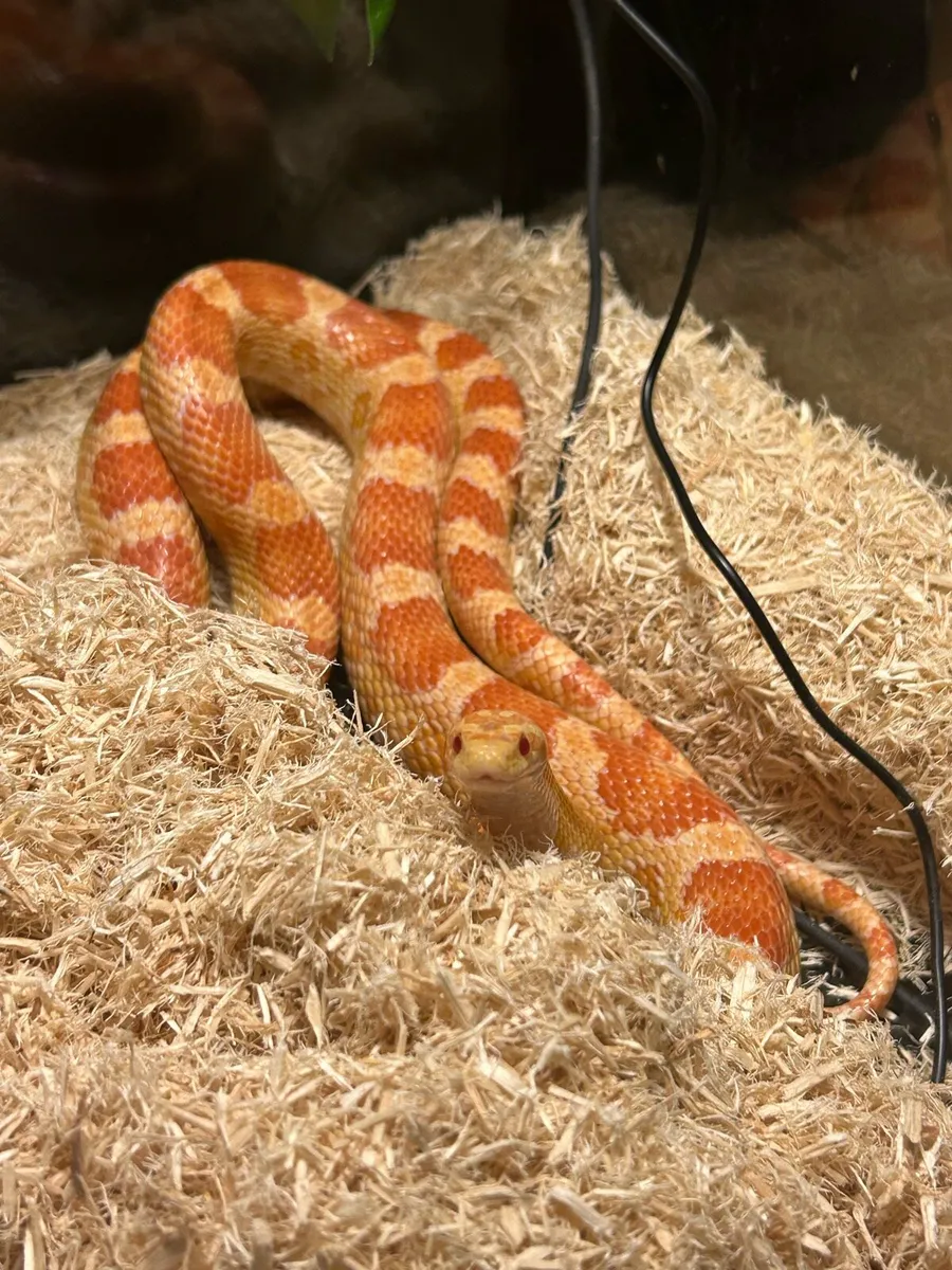 Cornsnake and full set up - Image 1