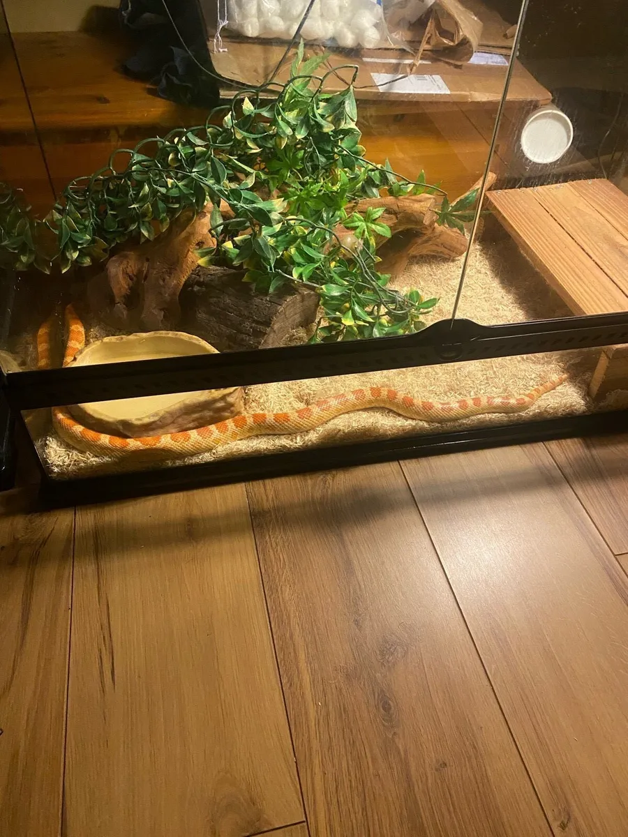 Cornsnake and full set up - Image 4