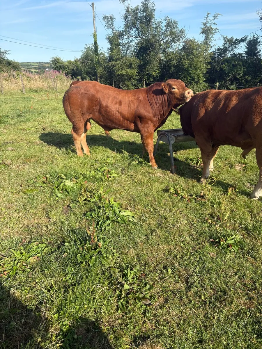 Limousin bulls - Image 3
