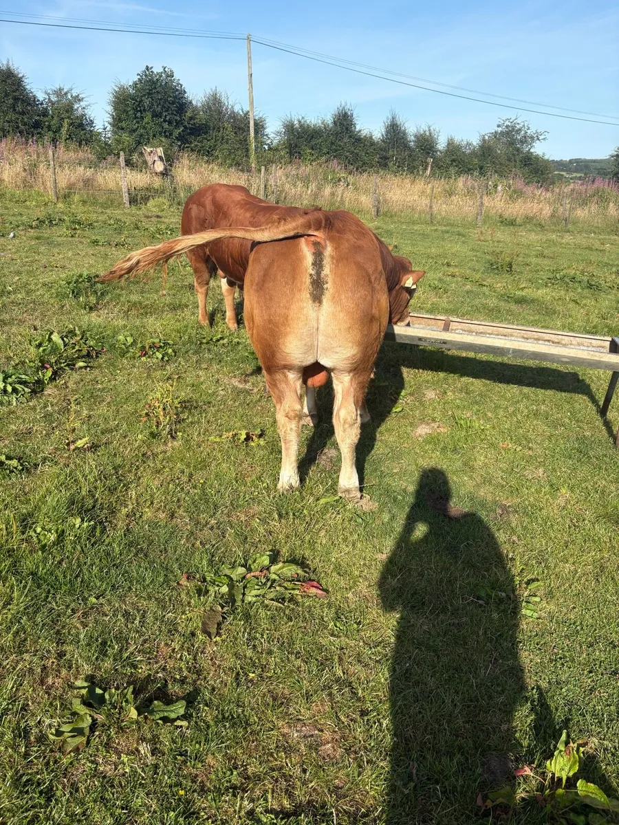 Limousin bulls - Image 4