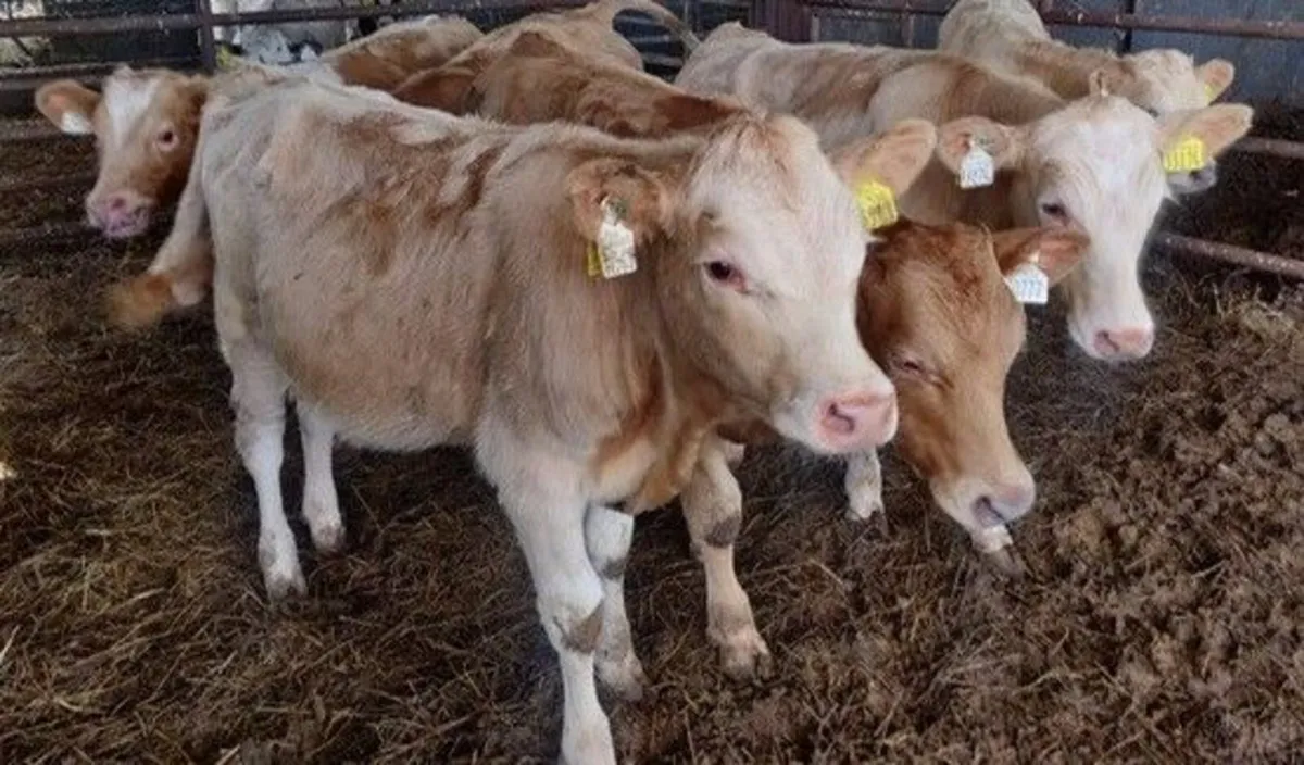 6 Charolais Bull Weanlings - Image 2