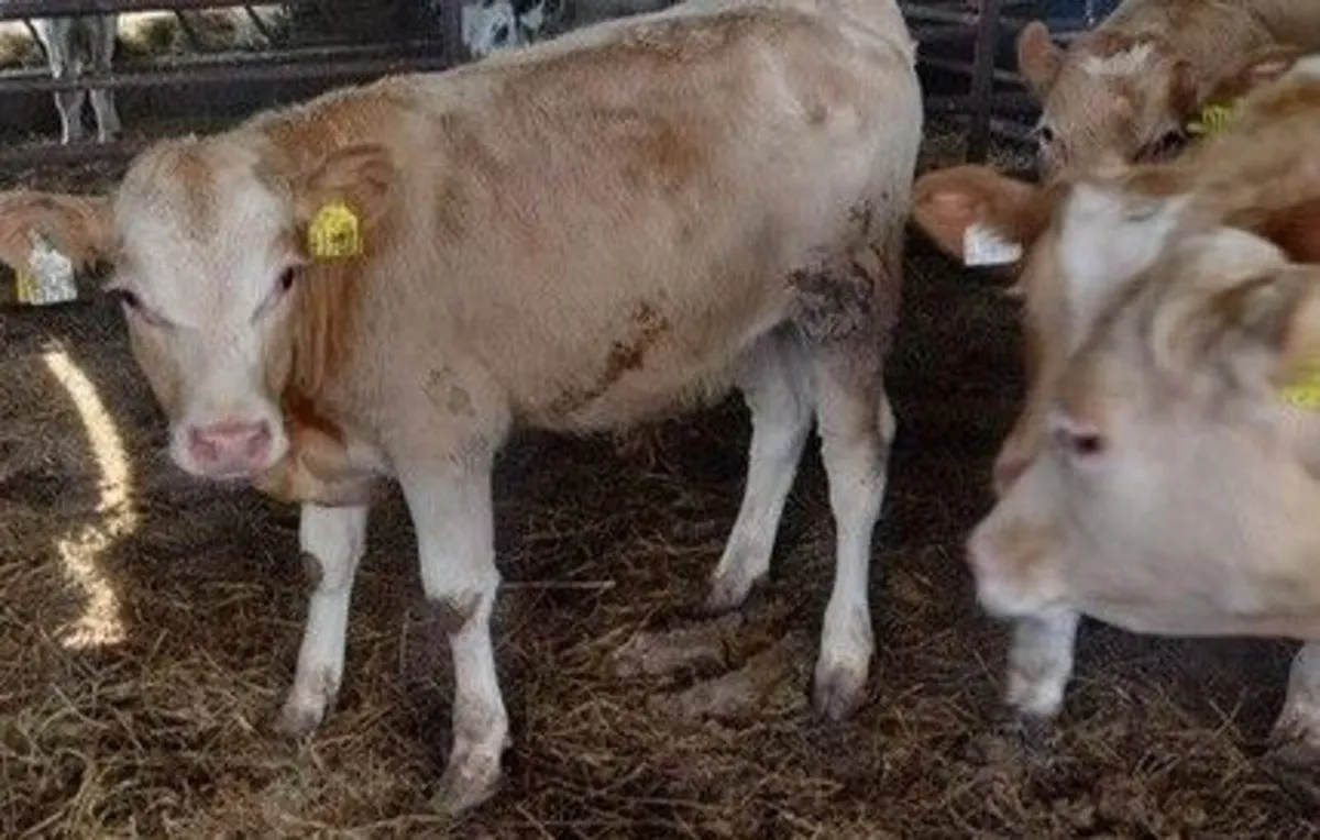 6 Charolais Bull Weanlings - Image 3
