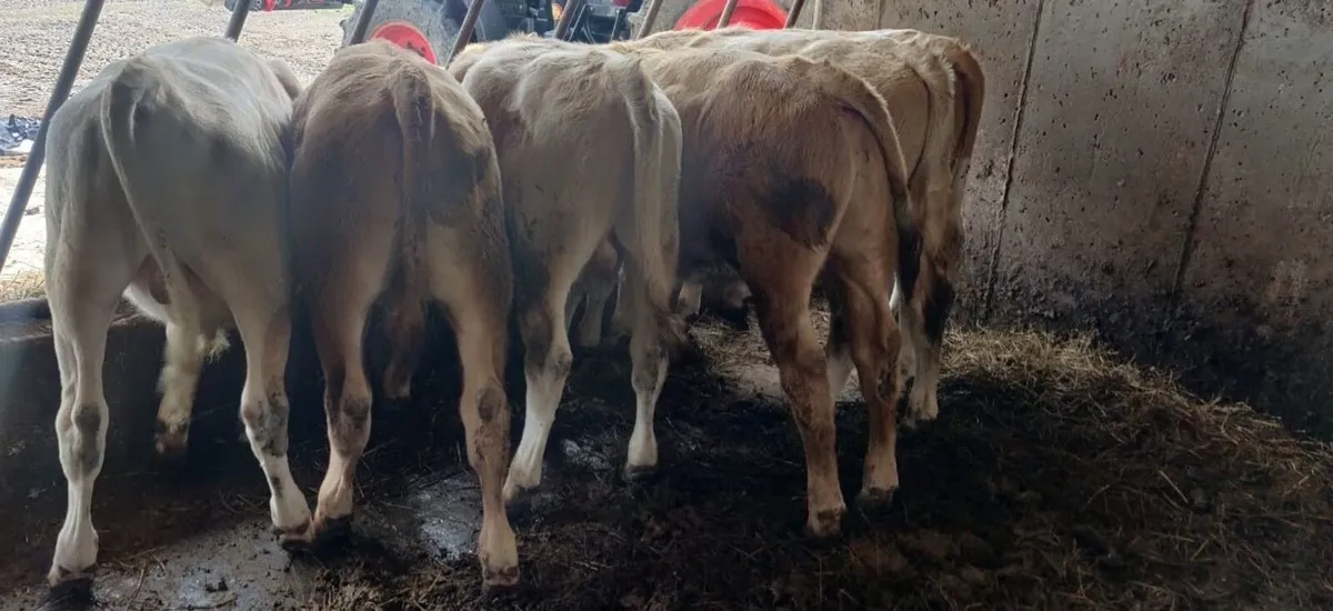 6 Charolais Bull Weanlings - Image 4