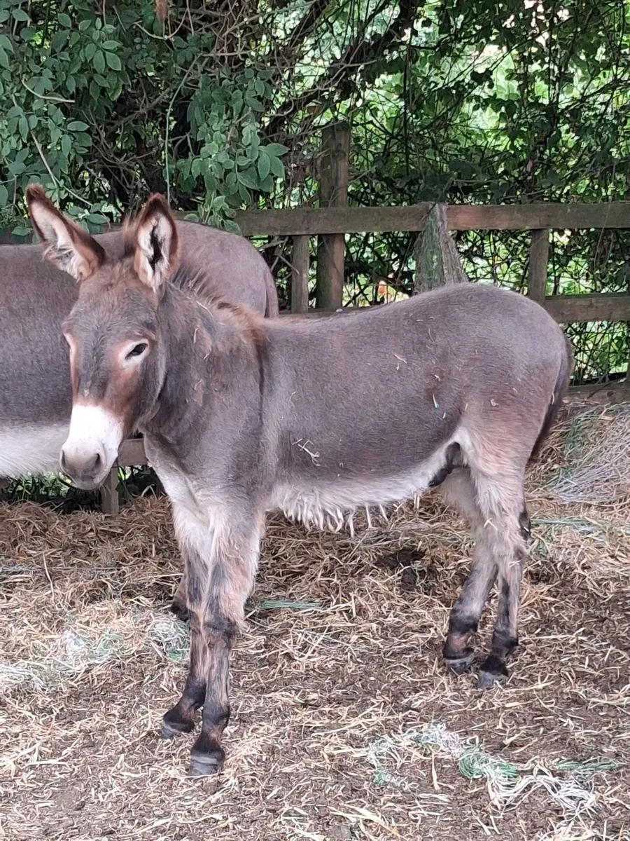 Donkey