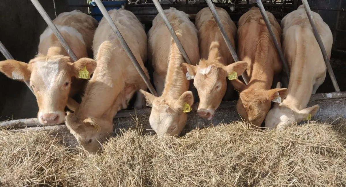 6 Charolais Bull Weanlings - Image 1