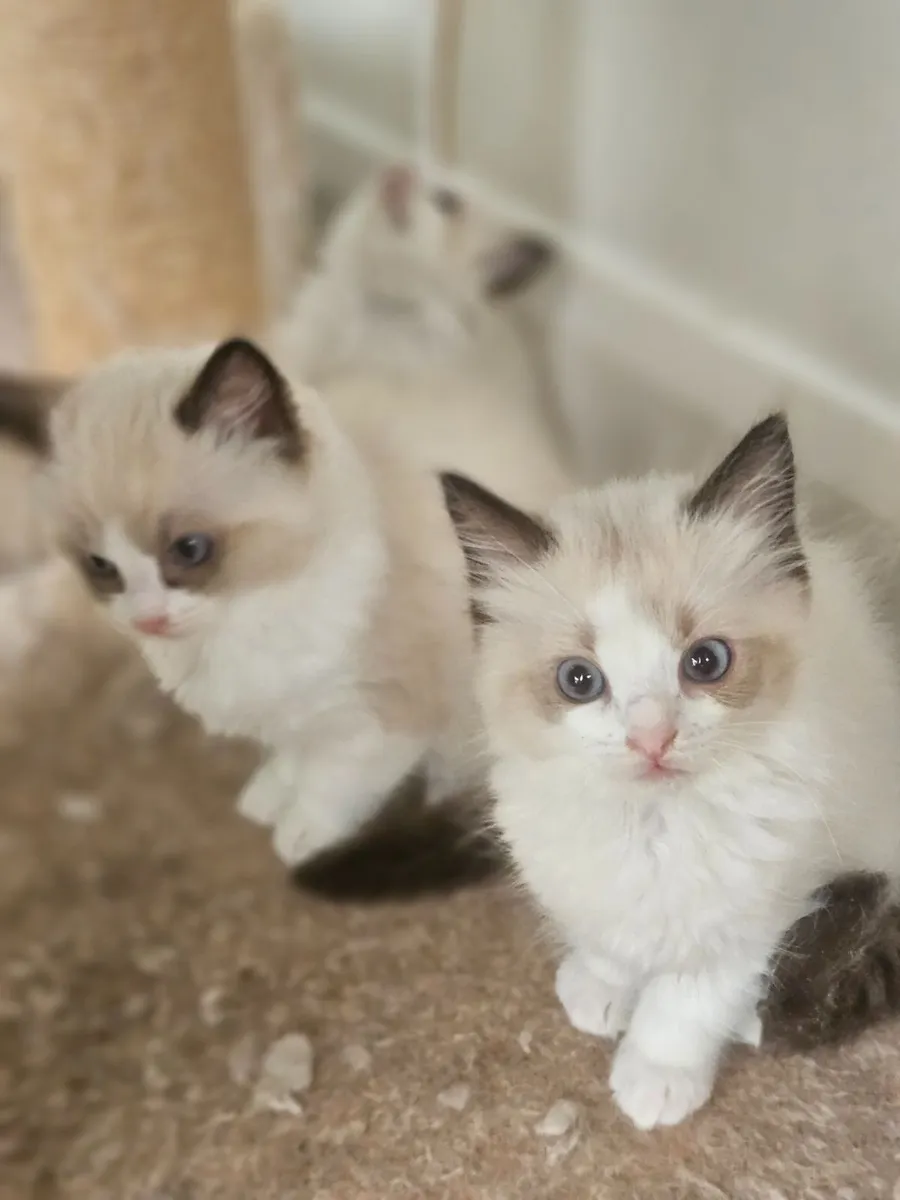 Kittens - Image 1
