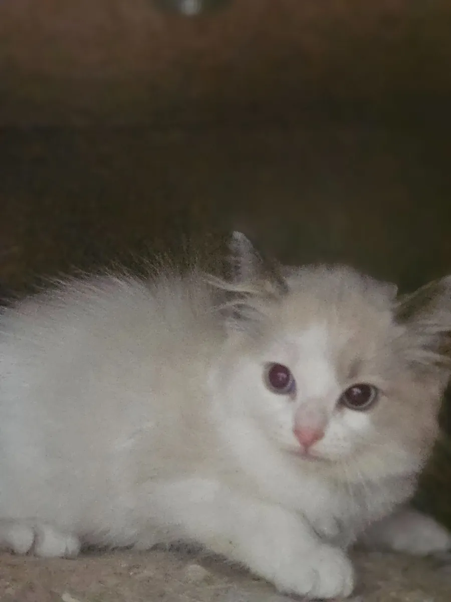 Kittens - Image 2