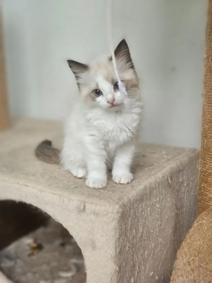 Kittens - Image 4