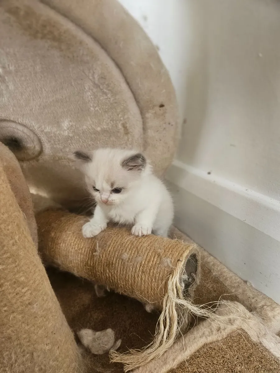 Kittens - Image 3
