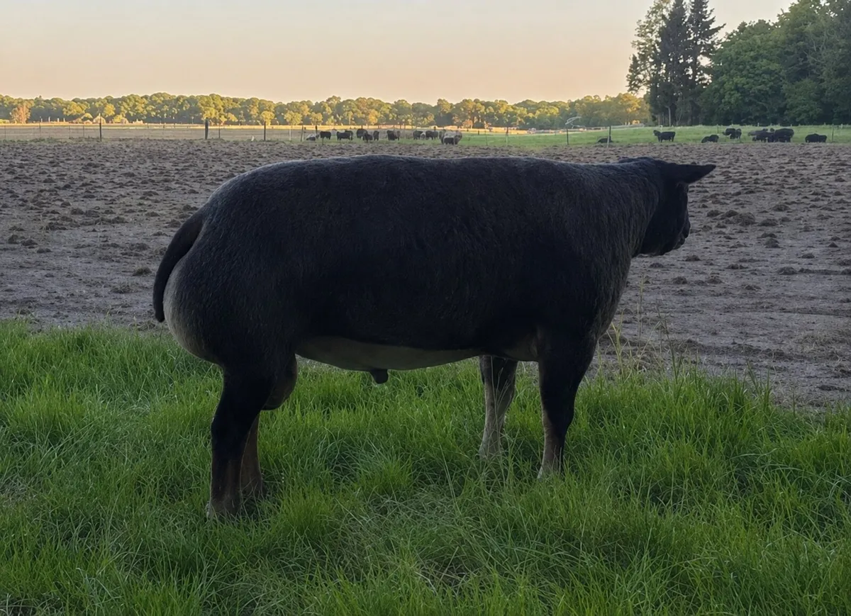 Ram semen - Image 1
