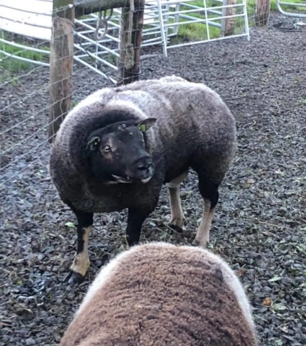 Ram semen - Image 2