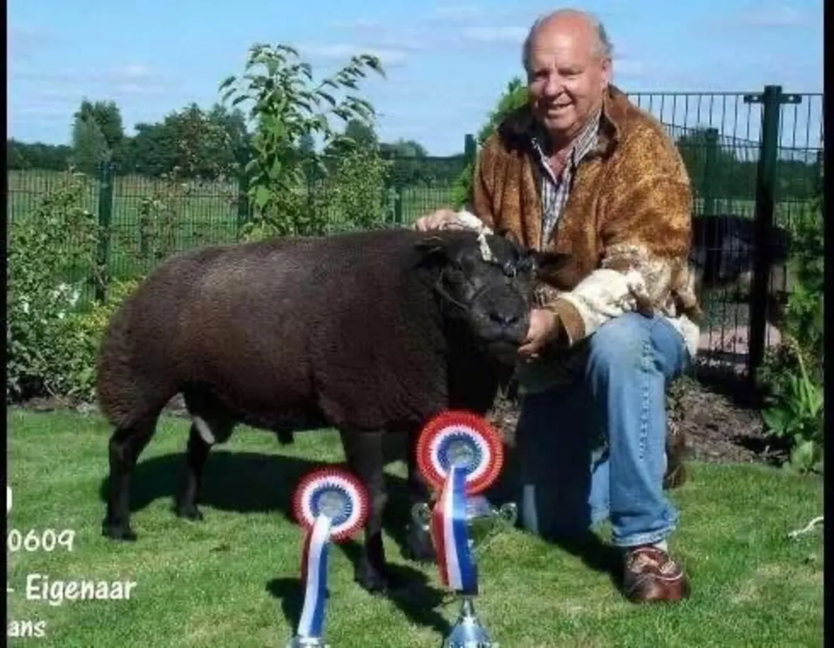 Ram semen - Image 4
