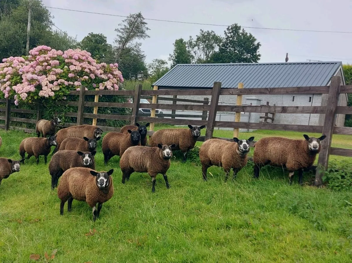 💥BLUE TEXEL EWE LAMBS💥 - Image 1