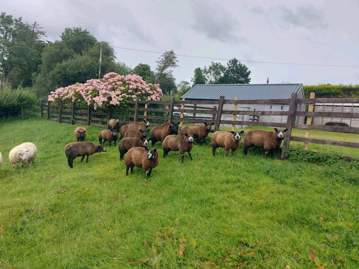 💥BLUE TEXEL EWE LAMBS💥 - Image 2