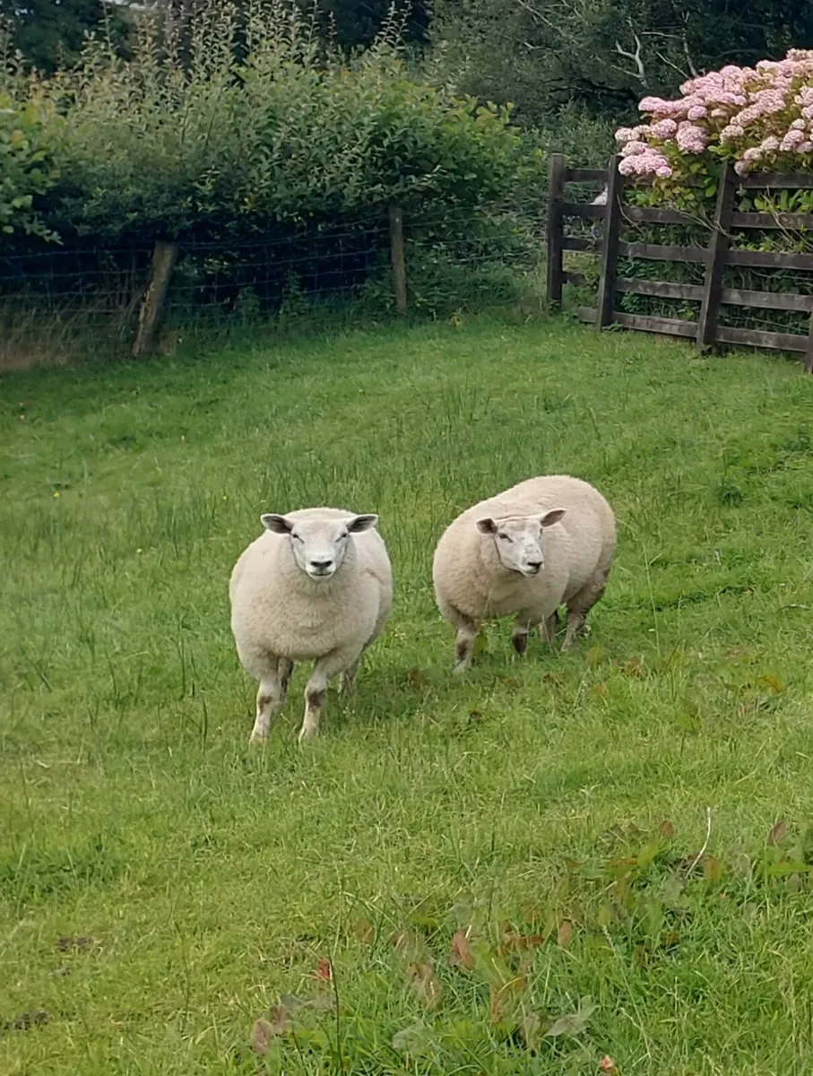 💥BLUE TEXEL EWE LAMBS💥 - Image 3