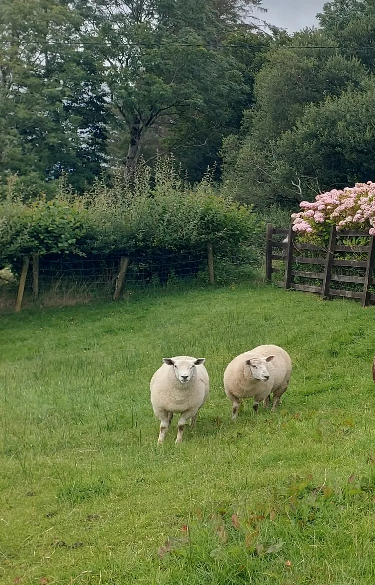 💥BLUE TEXEL EWE LAMBS💥 - Image 4