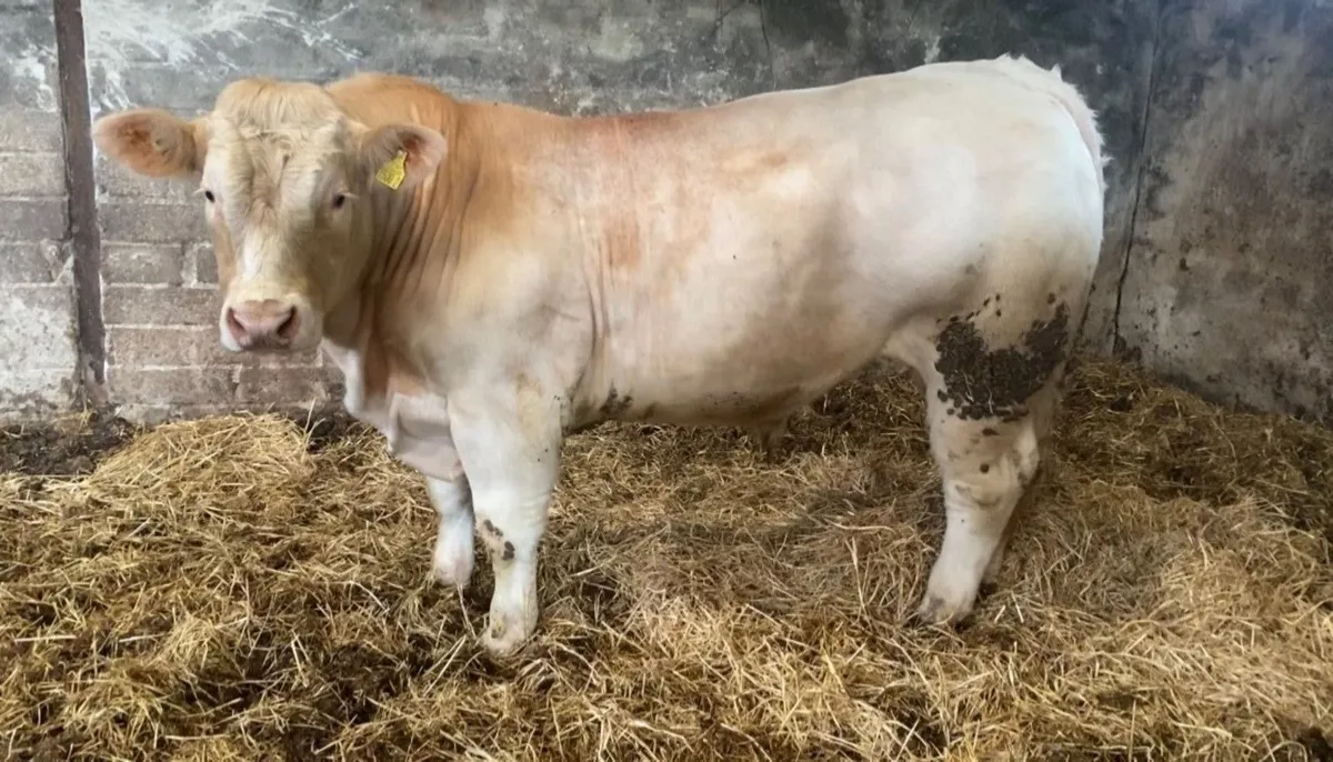Charolais bulls - Image 2