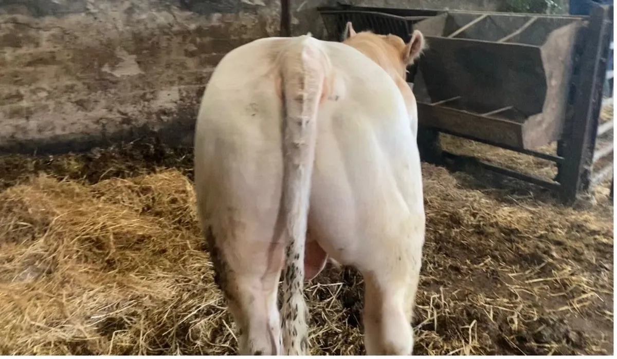 Charolais bulls - Image 3