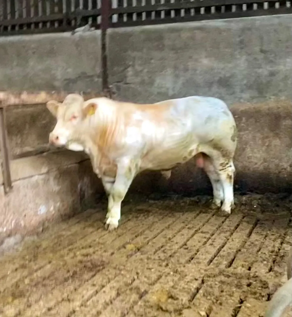 Charolais bulls - Image 4