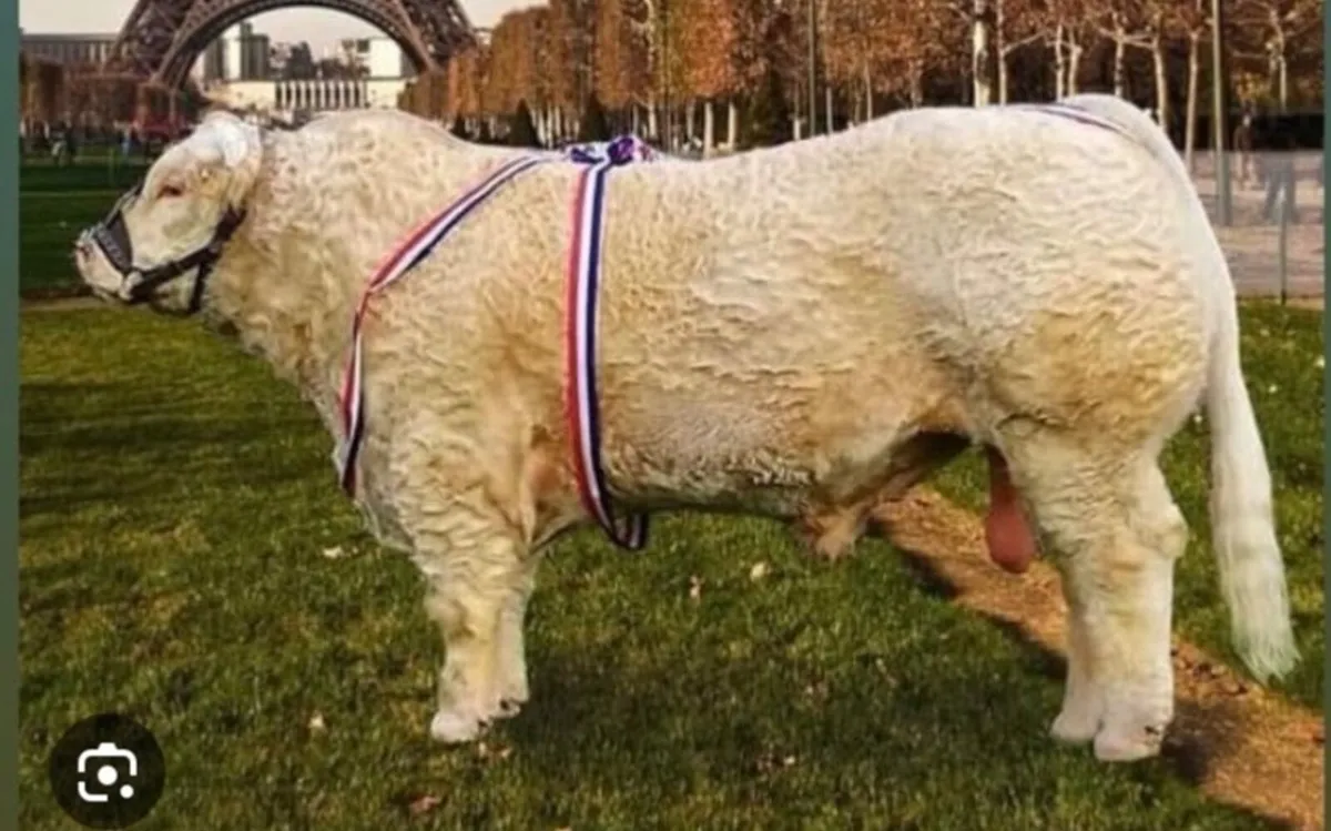 Charolais bulls - Image 1