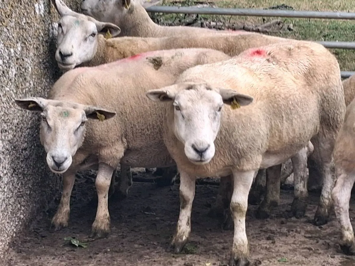 8 Texel Breeding Ewes - Image 2