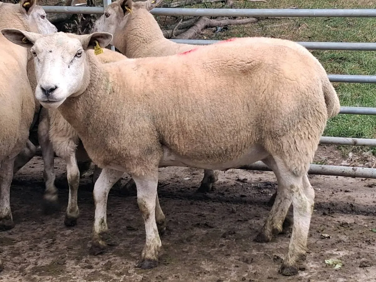 8 Texel Breeding Ewes - Image 3
