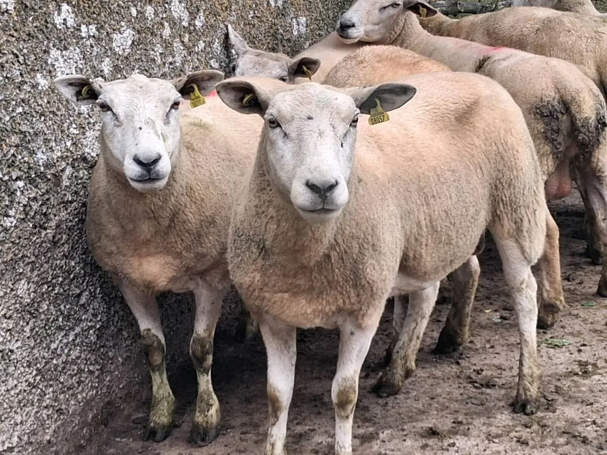 8 Texel Breeding Ewes - Image 4