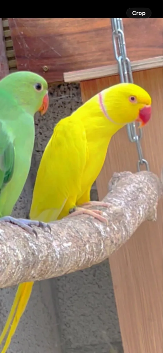 Indian ring neck - Image 2