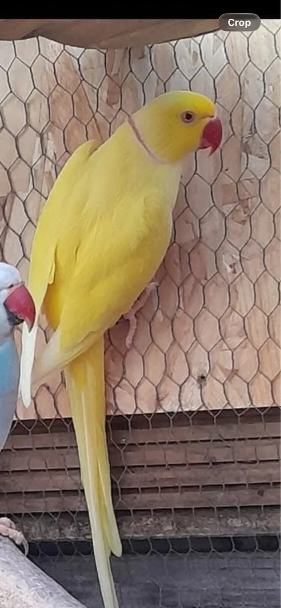Indian ring neck - Image 1