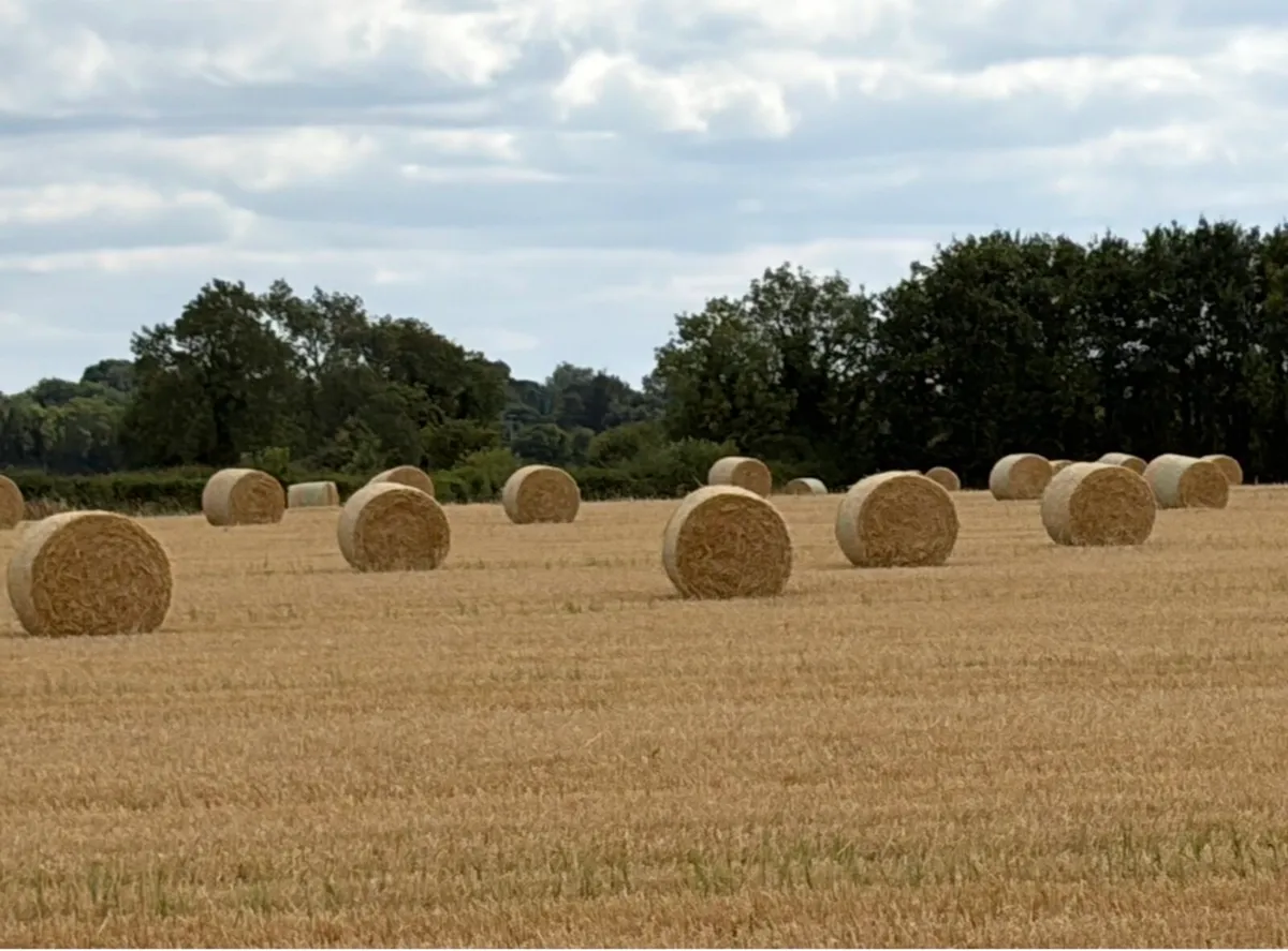 BARLEY STRAW    DELIVERED TO FARM - Image 3