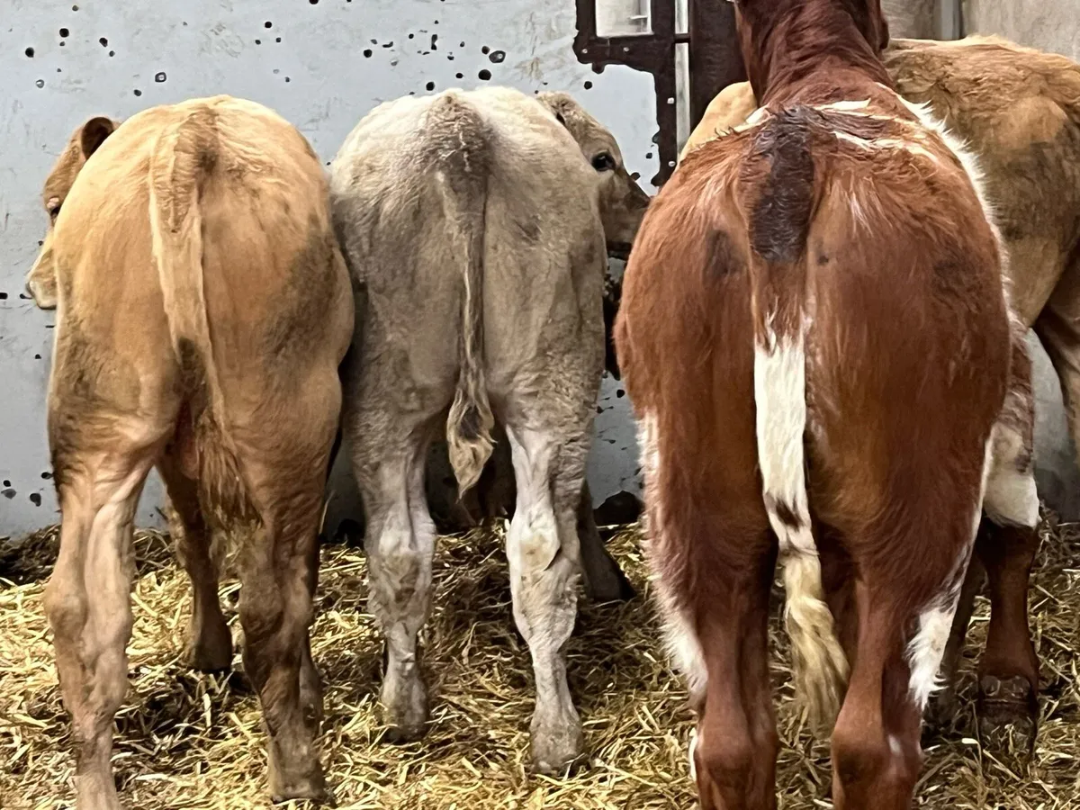 Super 200Kg Suckler Bred Bull Runners - Image 2