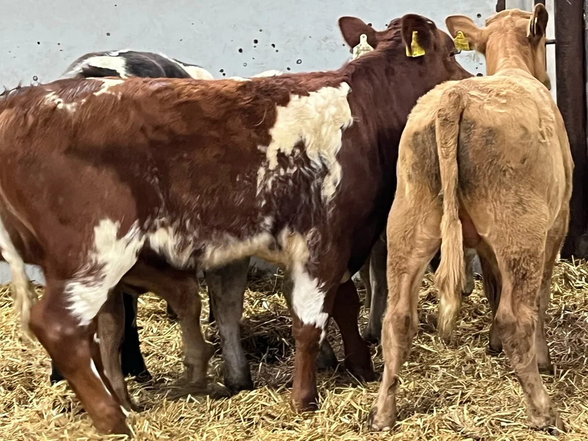 Super 200Kg Suckler Bred Bull Runners - Image 3