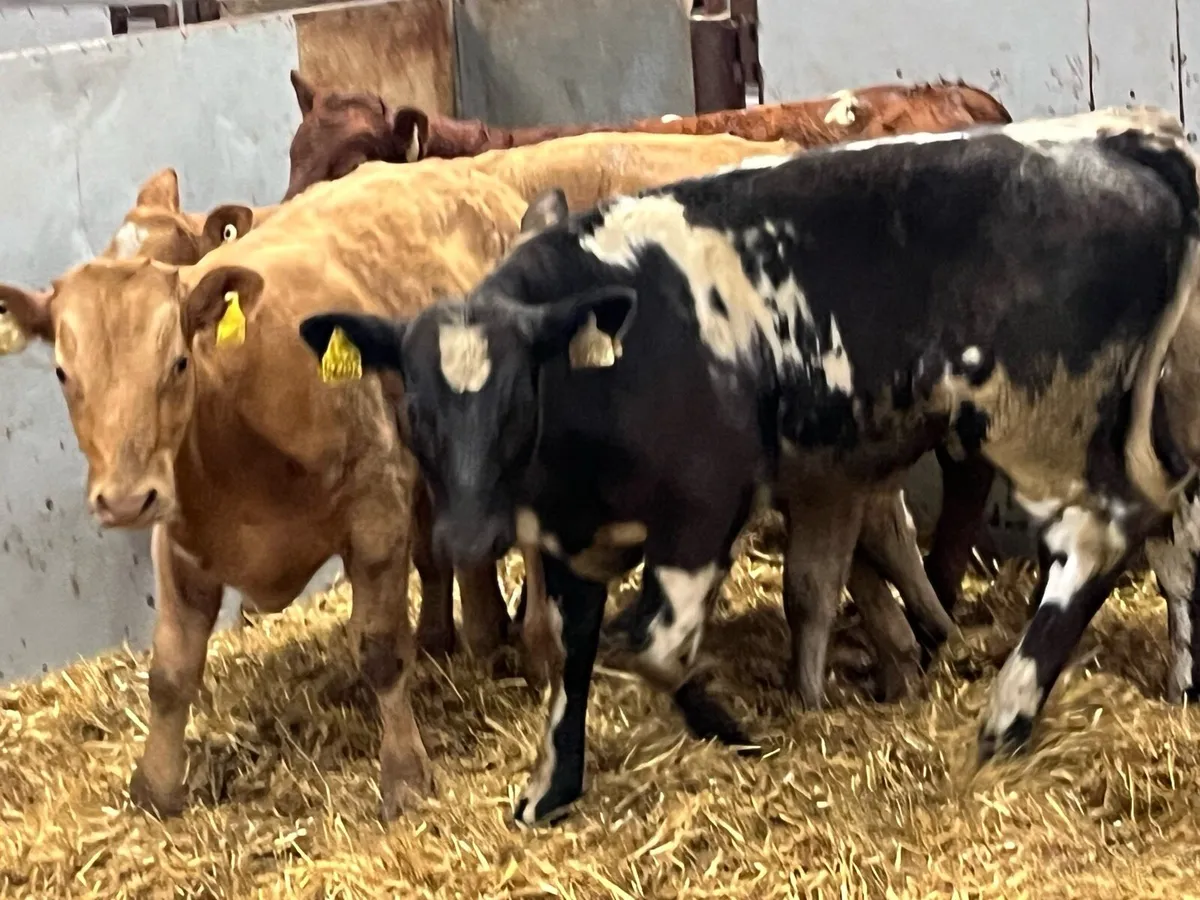 Super 200Kg Suckler Bred Bull Runners - Image 4
