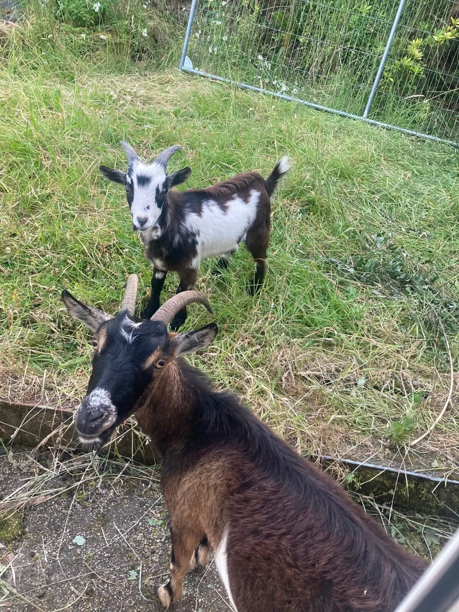 Goats - Image 3